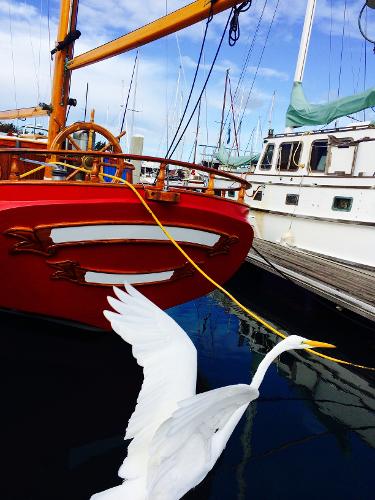 A white bird flies near a 1971 Formosa 41 sailboat docked at a marina.