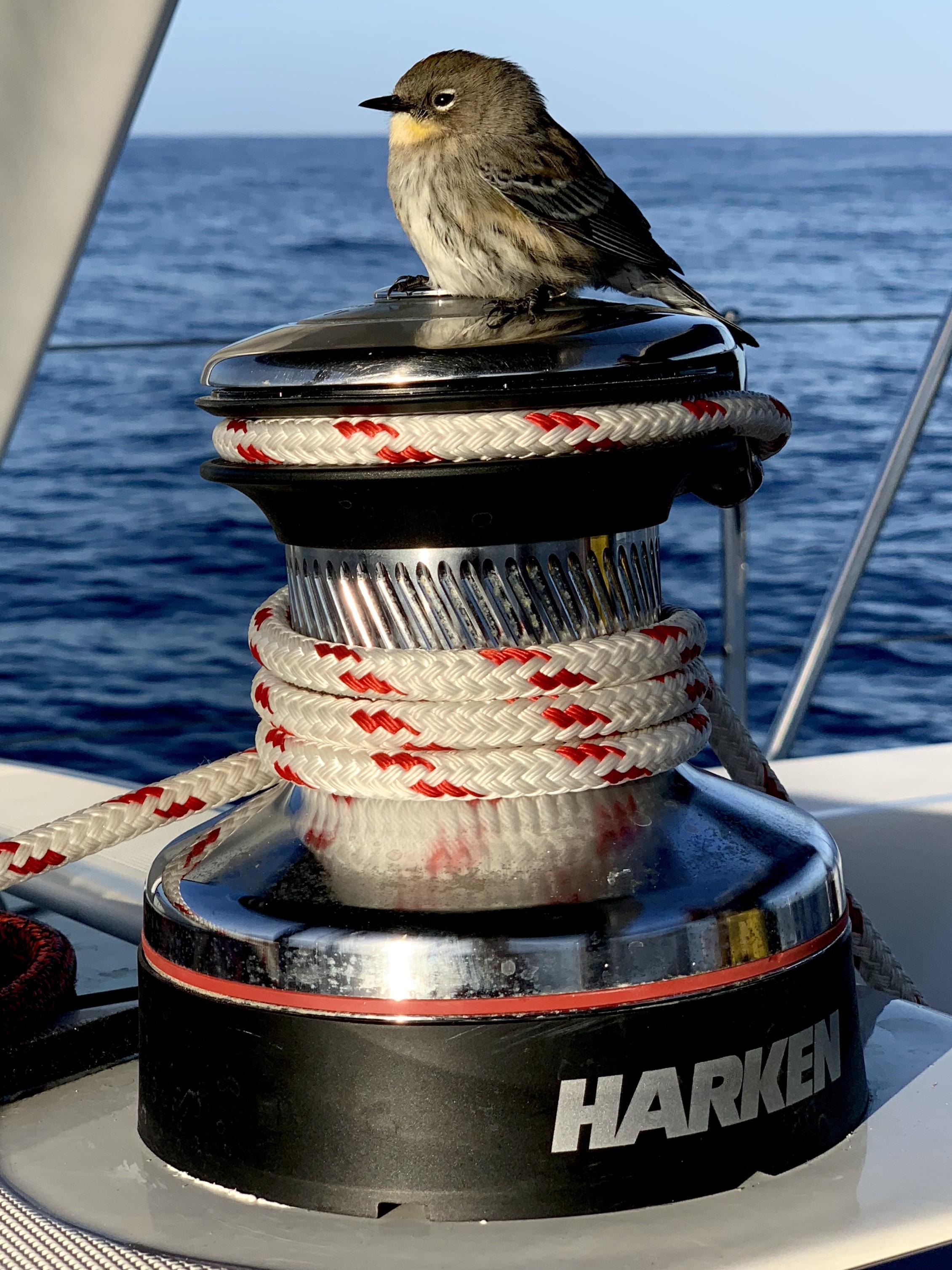Yacht Photos Pics