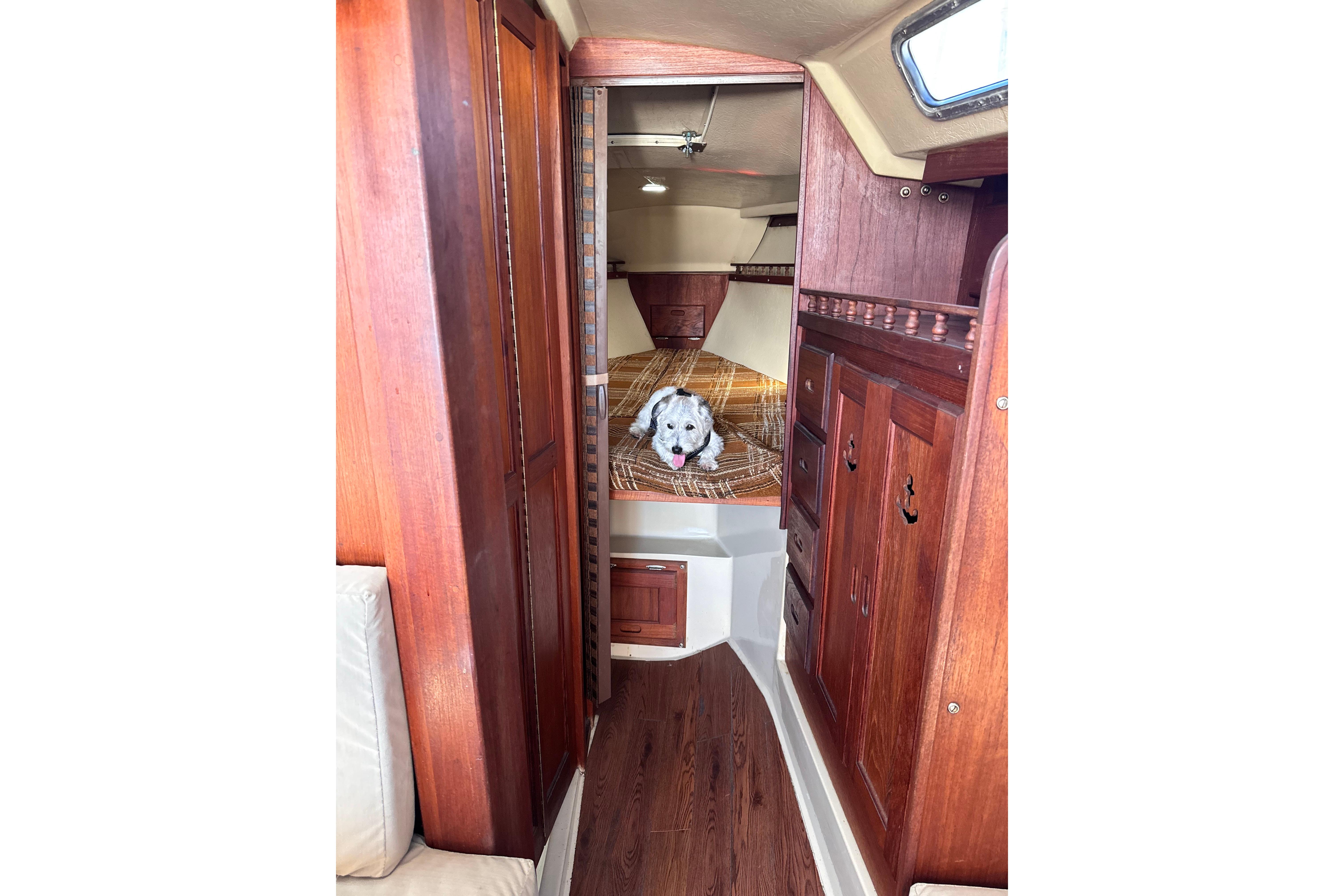 Interior of 1980 Catalina 30 sailboat with a dog on the bed.