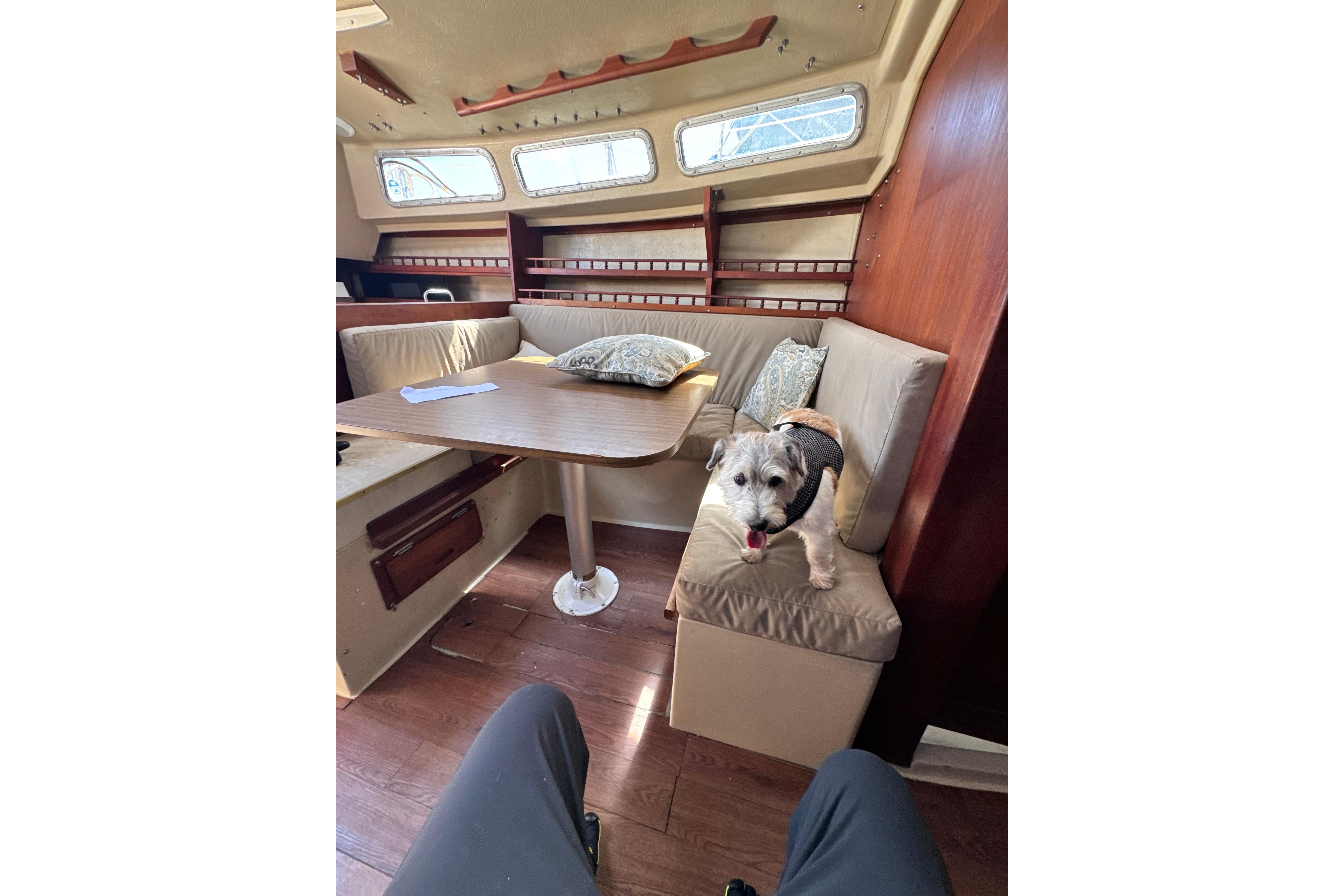 Small dog on a 1980 Catalina 30 sailboat interior with cushioned seating.