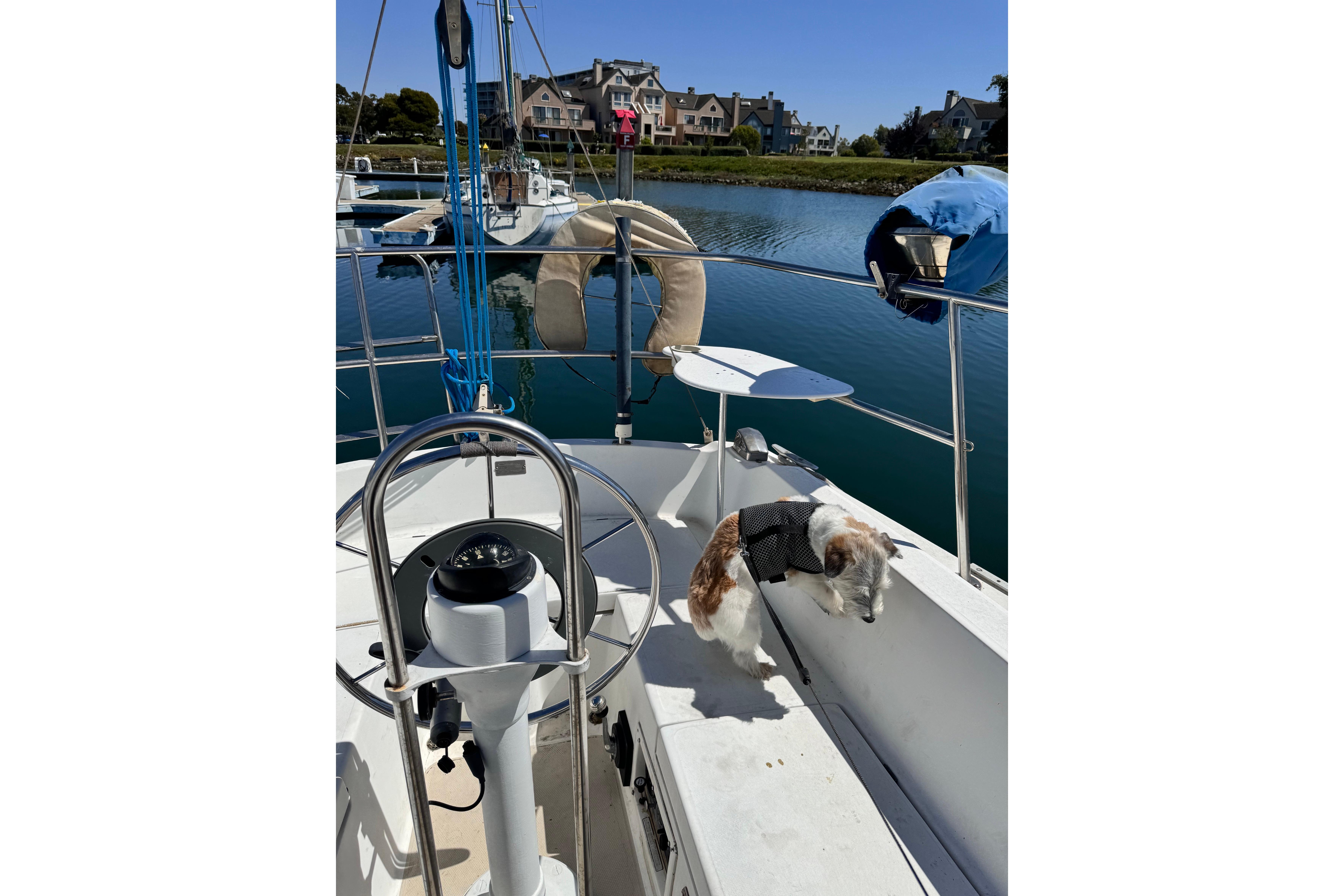 Dog on 1980 Catalina 30 sailboat deck, near calm water and residential area.
