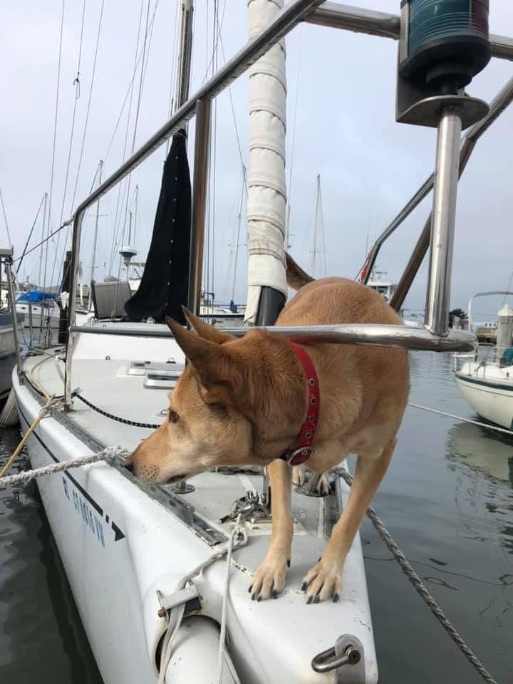 Dog on 1986 Santa Cruz 50 sailboat, docked in marina, overcast day.