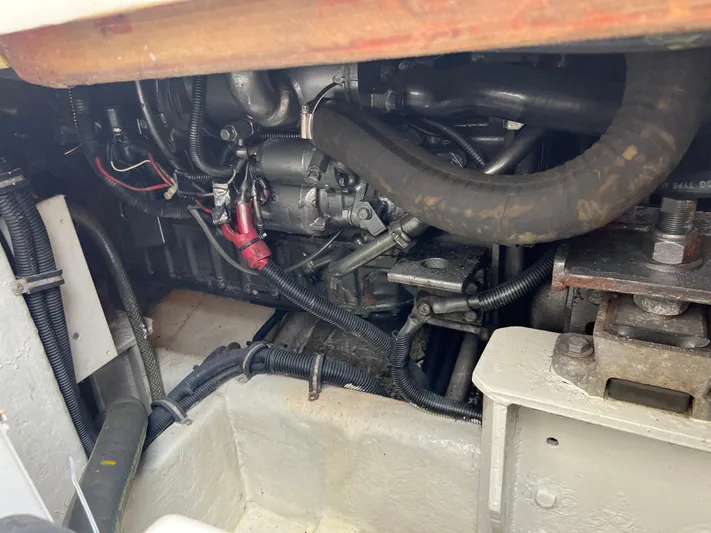 Dog Daze Yacht Photos Pics 