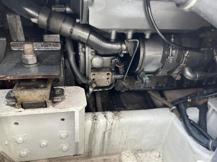 Dog Daze Yacht Photos Pics 