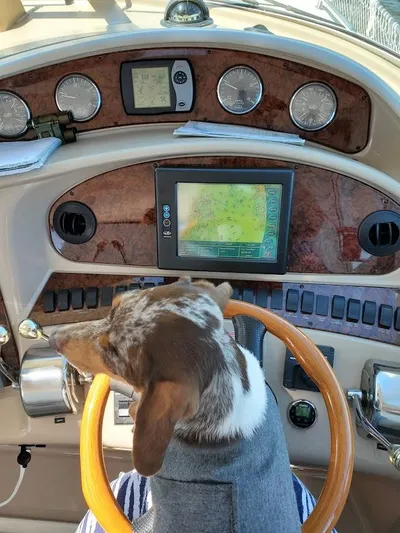  Yacht Photos Pics Dog steering 2003 Sea Ray 390 Motor Yacht at helm with navigation screens.