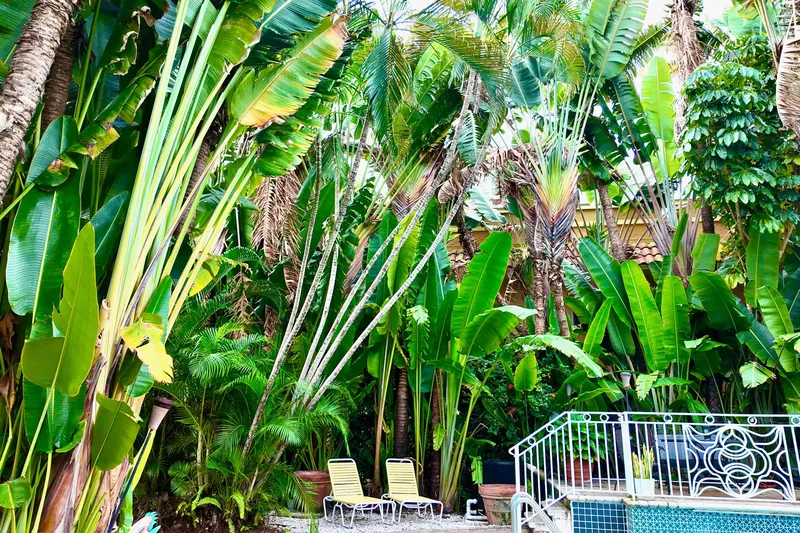 Amore Yacht Photos Pics Lush tropical garden with palm trees and poolside chairs, vibrant greenery.