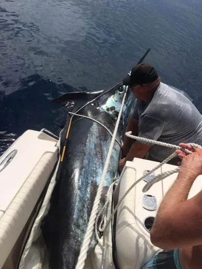 Get Reel Yacht Photos Pics 