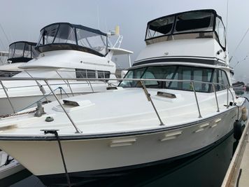 Bertram 38