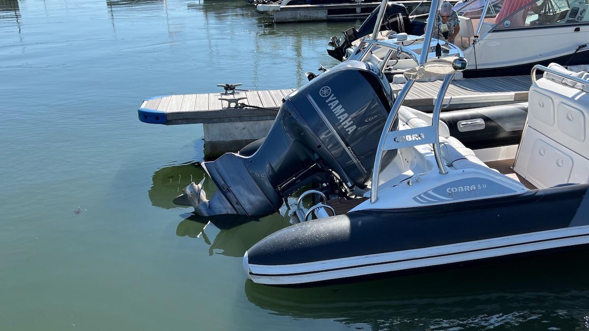 2010 Cobra Ribs 8.0m Nautique Rigid Inflatable Boats (RIB) for sale -  YachtWorld