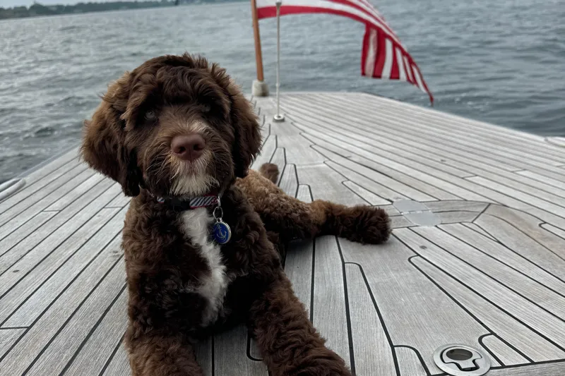 Arethusa Yacht Photos Pics Brown dog relaxing on a 2017 Leonardo Eagle 44 yacht deck with American flag.