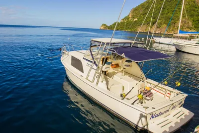 Bertram 31