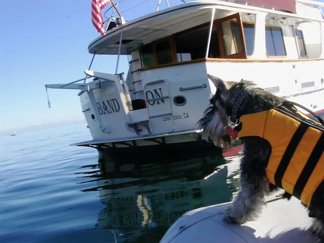 Doko Demo Yacht Photos Pics 