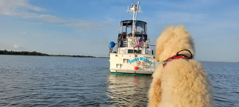 Funky Monkey Yacht Photos Pics A dog watches a 2001 Monk 36 boat named "Funky Monkey" on calm waters.