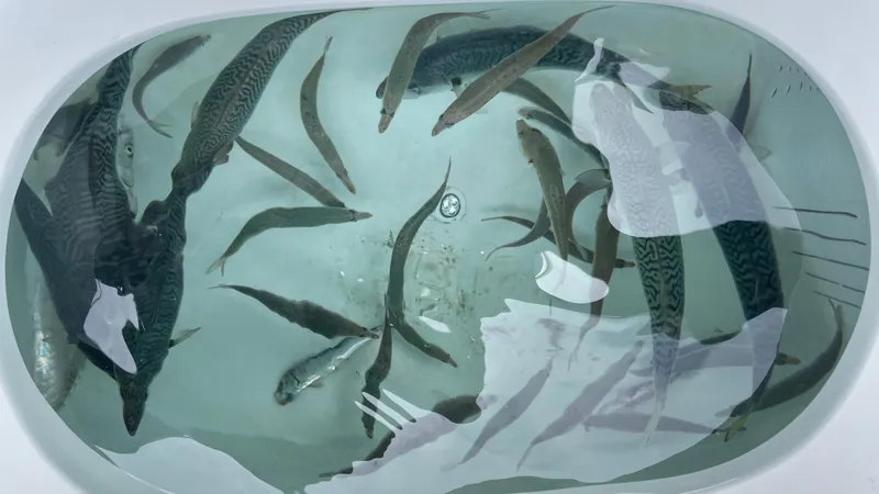 Aqua Ma'am Yacht Photos Pics Livewell with fish on 1986 Ocean Yachts 38 Super Sport boat.