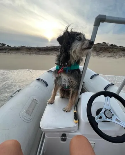 Angels Share Yacht Photos Pics Dog on a boat at sunset, enjoying a beach view.