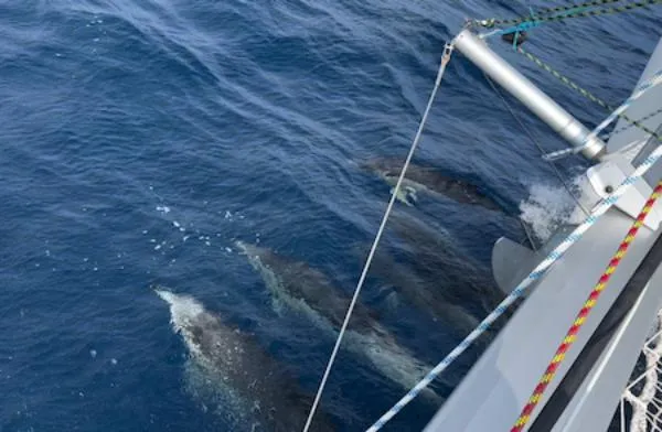 Angels Share Yacht Photos Pics Dolphins swimming alongside a 2015 Lagoon 450 F catamaran in the ocean.