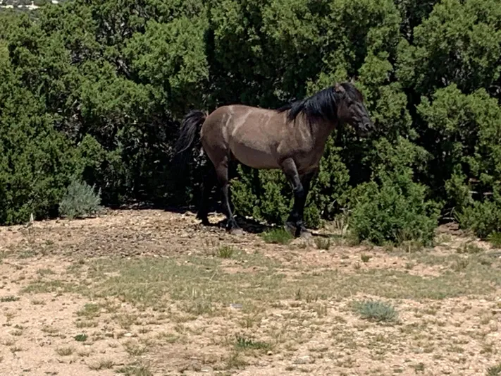 Mv Belle Yacht Photos Pics 