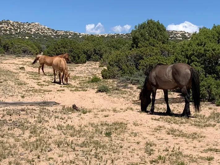 Mv Belle Yacht Photos Pics 