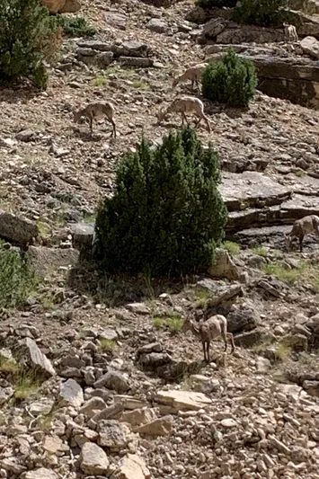 Mv Belle Yacht Photos Pics 