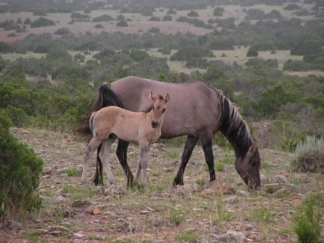 Mv Belle Yacht Photos Pics 