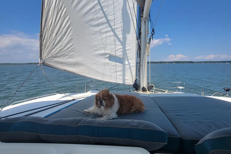 Bear, De Yacht Photos Pics Dog relaxing on Lagoon 450 catamaran, 2011 model, sailing on a sunny day.