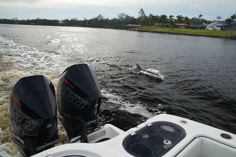 Amazing Grace Yacht Photos Pics Invincible 46 Catamaran 2022 with twin engines, dolphin swimming nearby in a scenic river.