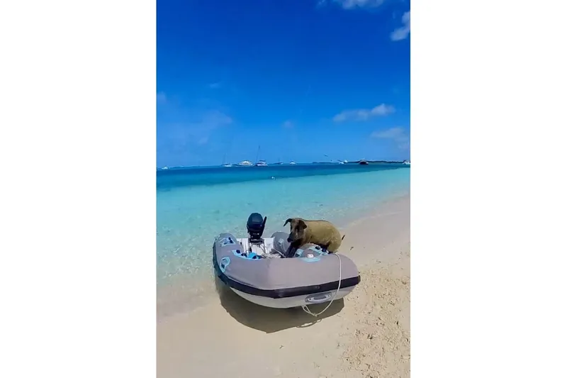 Gtfo Yacht Photos Pics Inflatable boat on sandy beach with a dog, clear blue water, and distant boats. Balance 482, 2023.