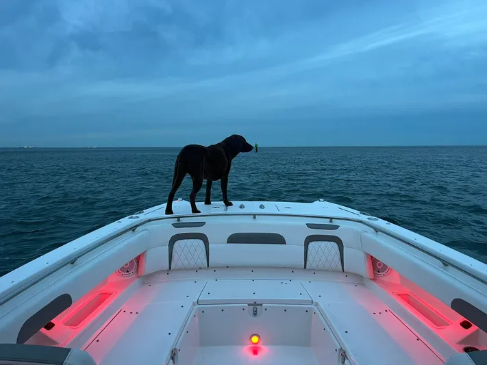  Yacht Photos Pics Dog on World Cat 280 CC-X boat at sunset.