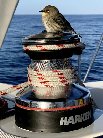 Sol Searcher Yacht Photos Pics Small bird perched on a winch aboard a 2013 Beneteau Oceanis 41 sailboat.