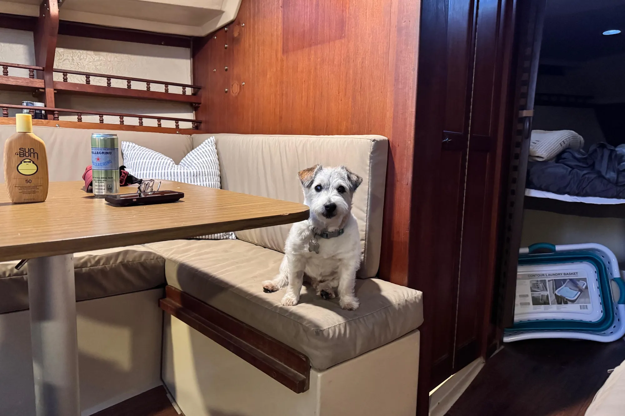 Small dog sitting in a cozy 1980 Catalina 30 sailboat interior with table and cushions.