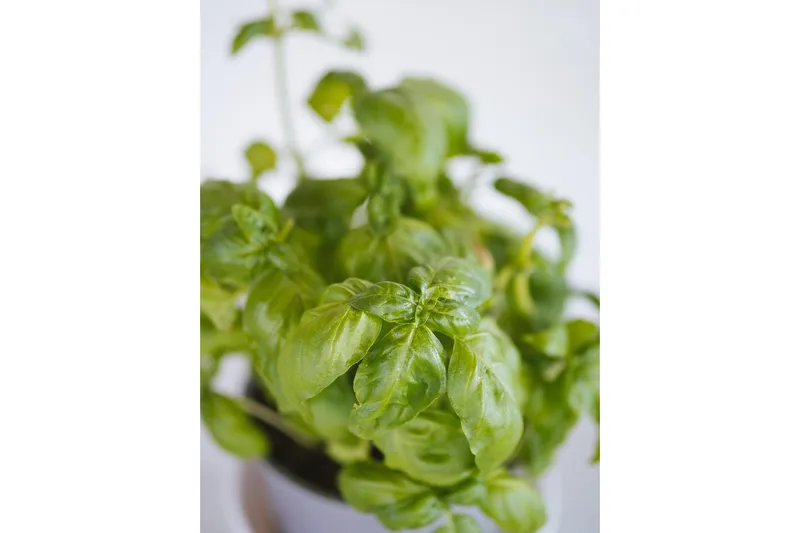 Catwalk Yacht Photos Pics Fresh basil plant with vibrant green leaves in a pot, close-up view.