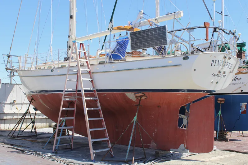 Pinniped Yacht Photos Pics 