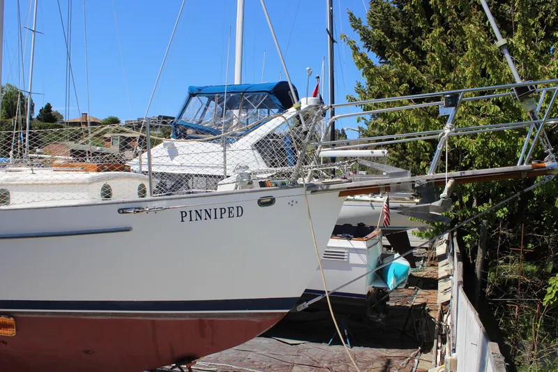 Pinniped Yacht Photos Pics 