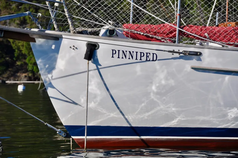 Pinniped Yacht Photos Pics 