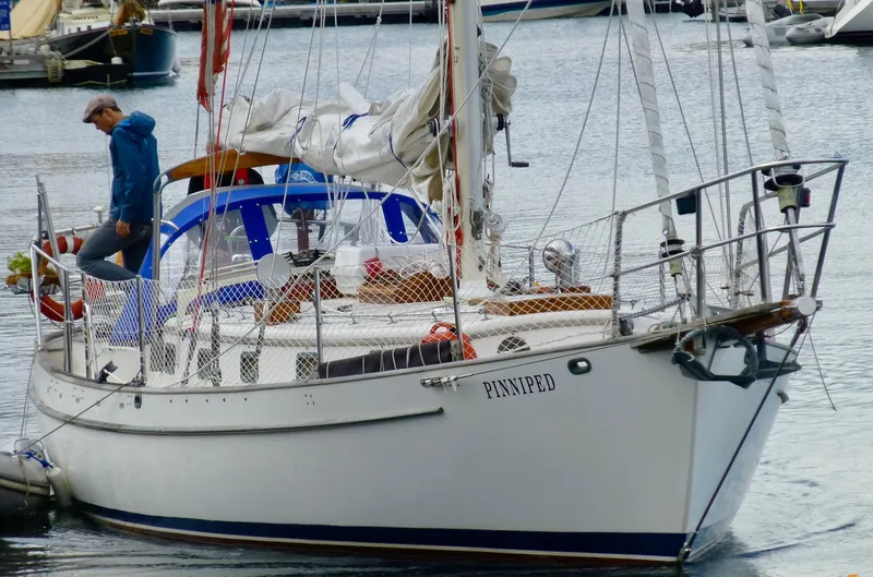 Pinniped Yacht Photos Pics 