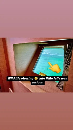 Celestra Yacht Photos Pics View from Lagoon 400 S2 yacht window, 2017, with wildlife outside.