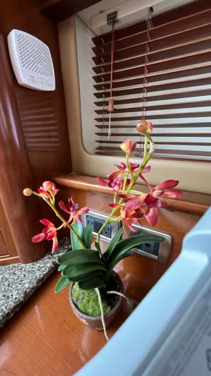 Lowest Price In Usa Yacht Photos Pics Potted orchid on Sea Ray 44 Sundancer 2008 yacht interior with wooden blinds.