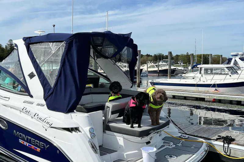 Pat.pending Yacht Photos Pics Three dogs in life jackets on a 2022 Monterey 295 Sport Yacht at a marina.