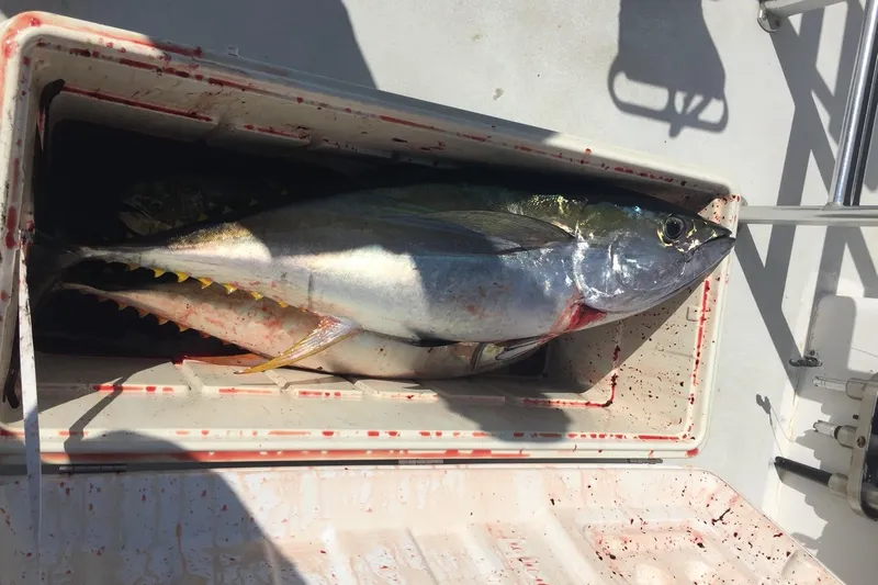  Yacht Photos Pics Freshly caught tuna in cooler on 2006 Island Hopper Sportfisher boat.