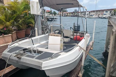 Seahull Commercial Cat