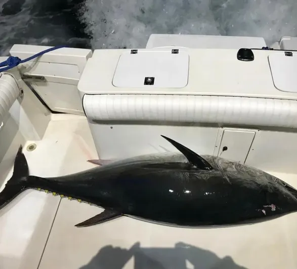 Paddy Wagon Yacht Photos Pics 