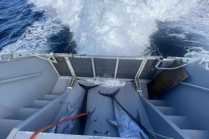 Interceptor Yacht Photos Pics Two large fish on a 2012 River Hawk Sea Stryker patrol boat deck.