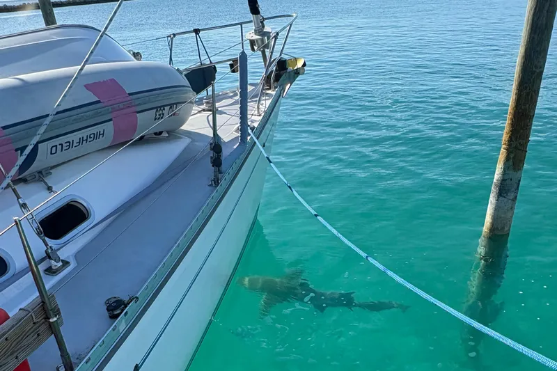 Shenanigans Yacht Photos Pics Catalina 400 MkII sailboat with shark swimming nearby in clear turquoise water.