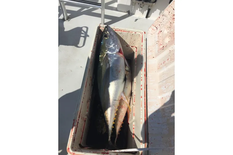 Pure Magic Yacht Photos Pics Large fish in cooler on 2006 Island Hopper Sportfisher boat deck.