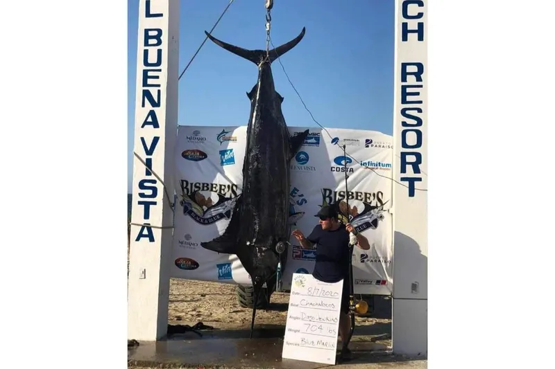Pure Magic Yacht Photos Pics Large blue marlin caught at Bisbee's tournament, displayed at Buena Vista Beach Resort.