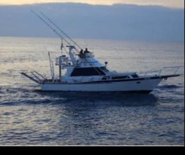 Striker 43