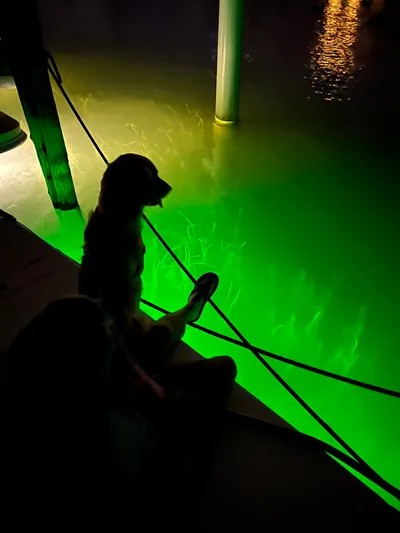 Continuous Wave Yacht Photos Pics A dog and person sit on a dock, illuminated by green underwater lights.