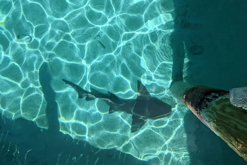 Mawe Yacht Photos Pics Shark swimming in clear turquoise water near a wooden post.
