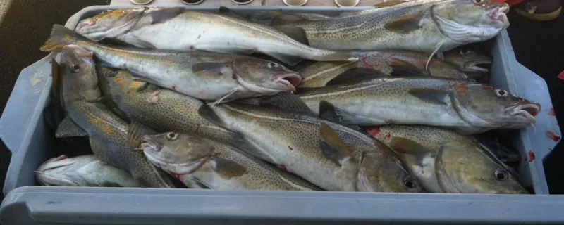  Yacht Photos Pics Freshly caught fish in a container, Northern Bay Fisherman/Cruiser, 2002 model.