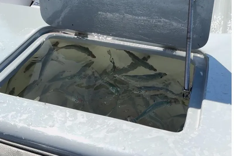  Yacht Photos Pics Live bait well on a 2005 Carrera Boats 32, filled with fish.